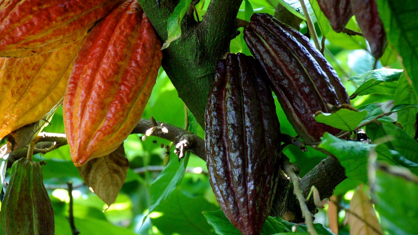 Cacao pods on the tree orange and dark pods, humanity, culture, human rights, work, education, purpose, chocolate, child slavery, slavery, human trafficking