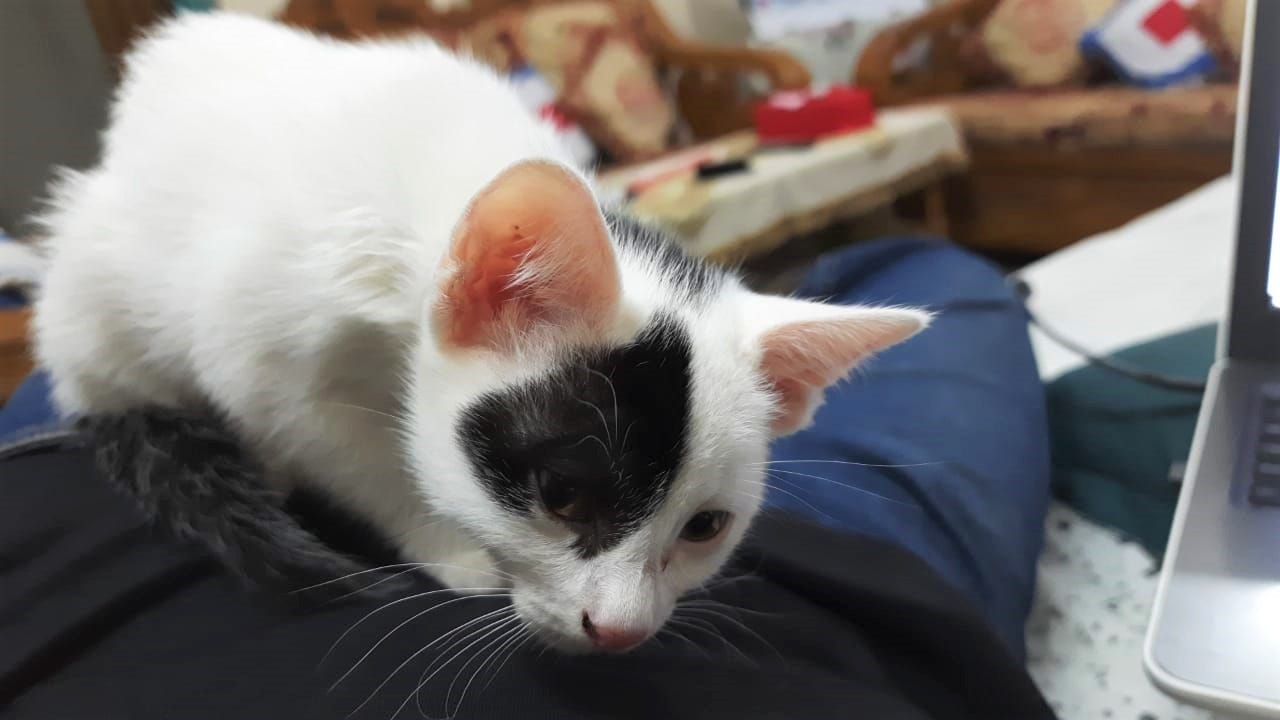 I Adopted a Cute Cat to Do an Experiment — my cat is on my chest