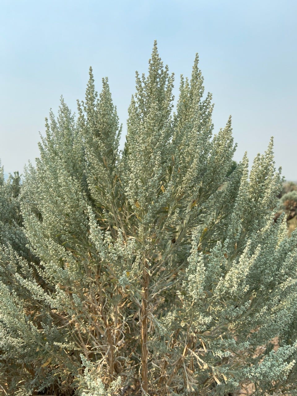 I’m allergic to Nevada’s State Flower. Big Sagebrush blooms mid