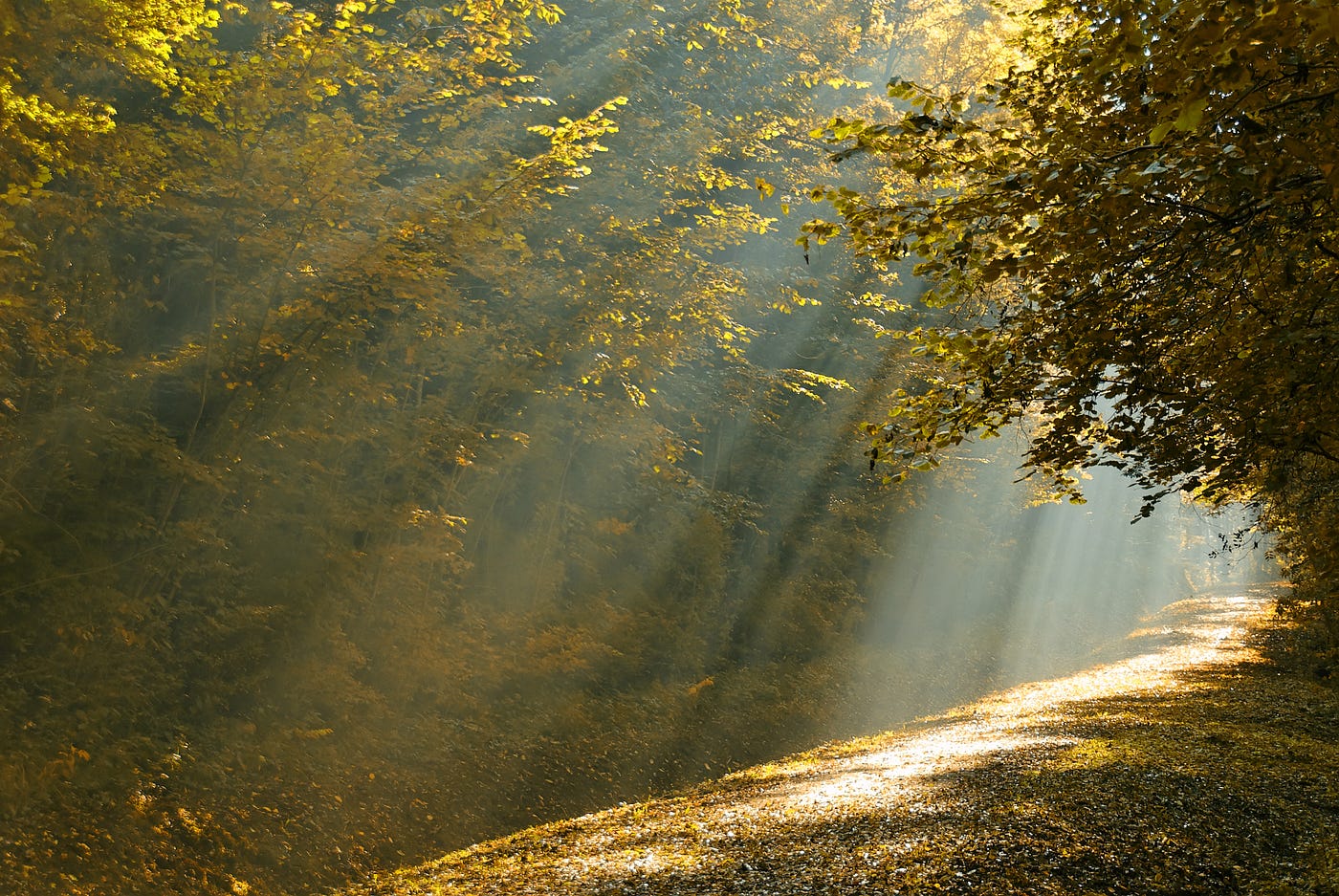 Ray of light shining on path through the trees — © Danymages | Dreamstime.com