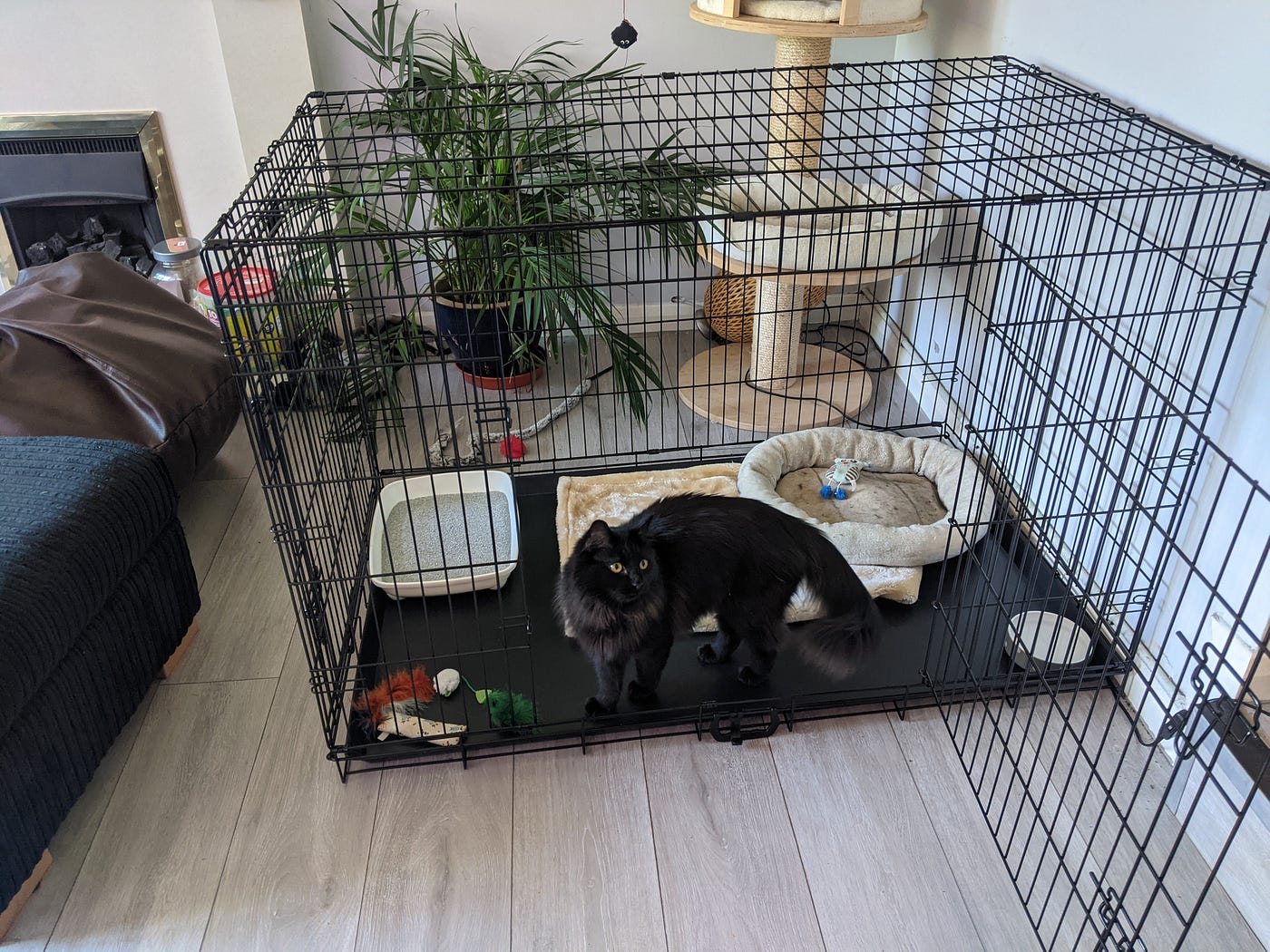 cat cage rest