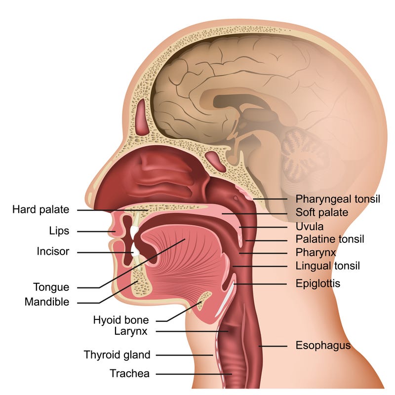 A cross-section of the human mouth and throat anatomy. Of note, the incisors, the soft palate, and epiglottis are all visible.