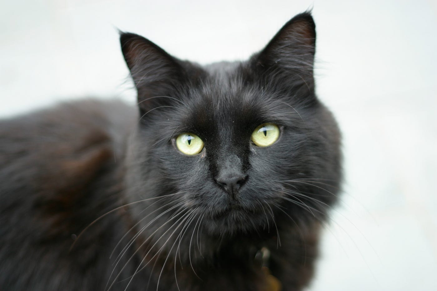 I’m envious of my cat’s dreadlocks by Peggy Wynne Medium