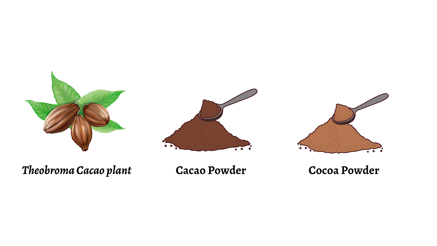 Differences Between Cacao Dan Cocoa Medium