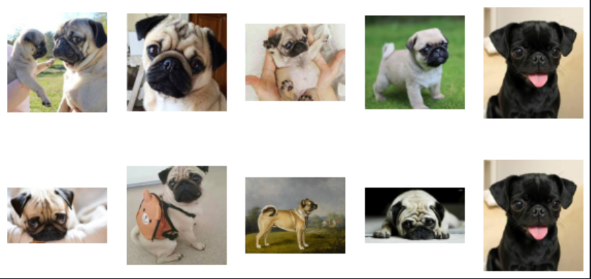 Dog Breed Classification using Deep Learning | by AI Technology ...