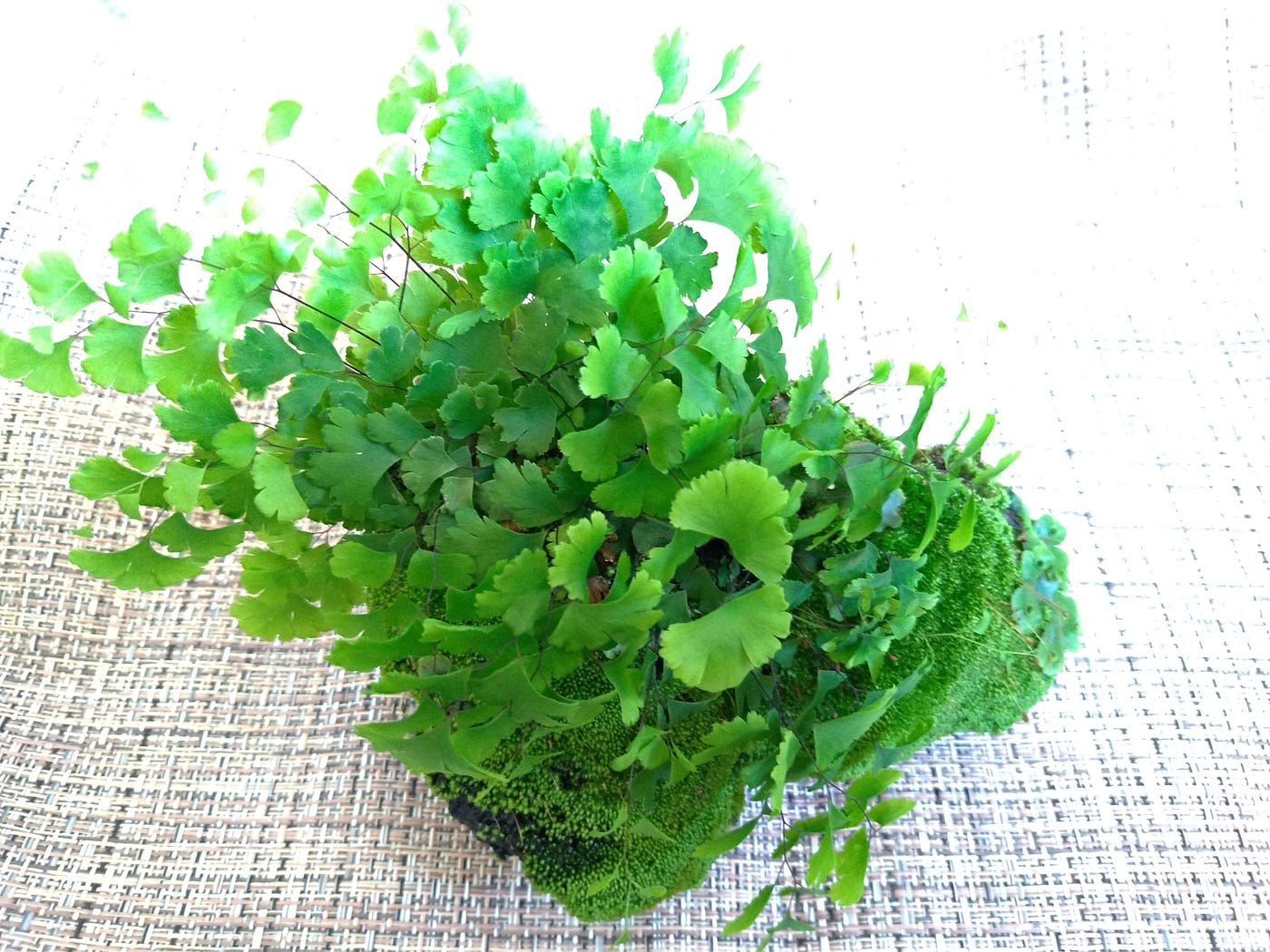 苔蘚學堂 養苔基礎篇part 11 除草 相信大家還記得之前分享過的苔石 真苔 地錢搭配著鐵線蕨 讓許多同好迫不急待想自己 By Yu Feng Medium