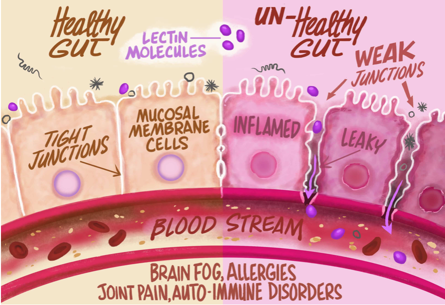 What Are Lectins And Why Should You Care? by Dr. Brian Mowll Medium