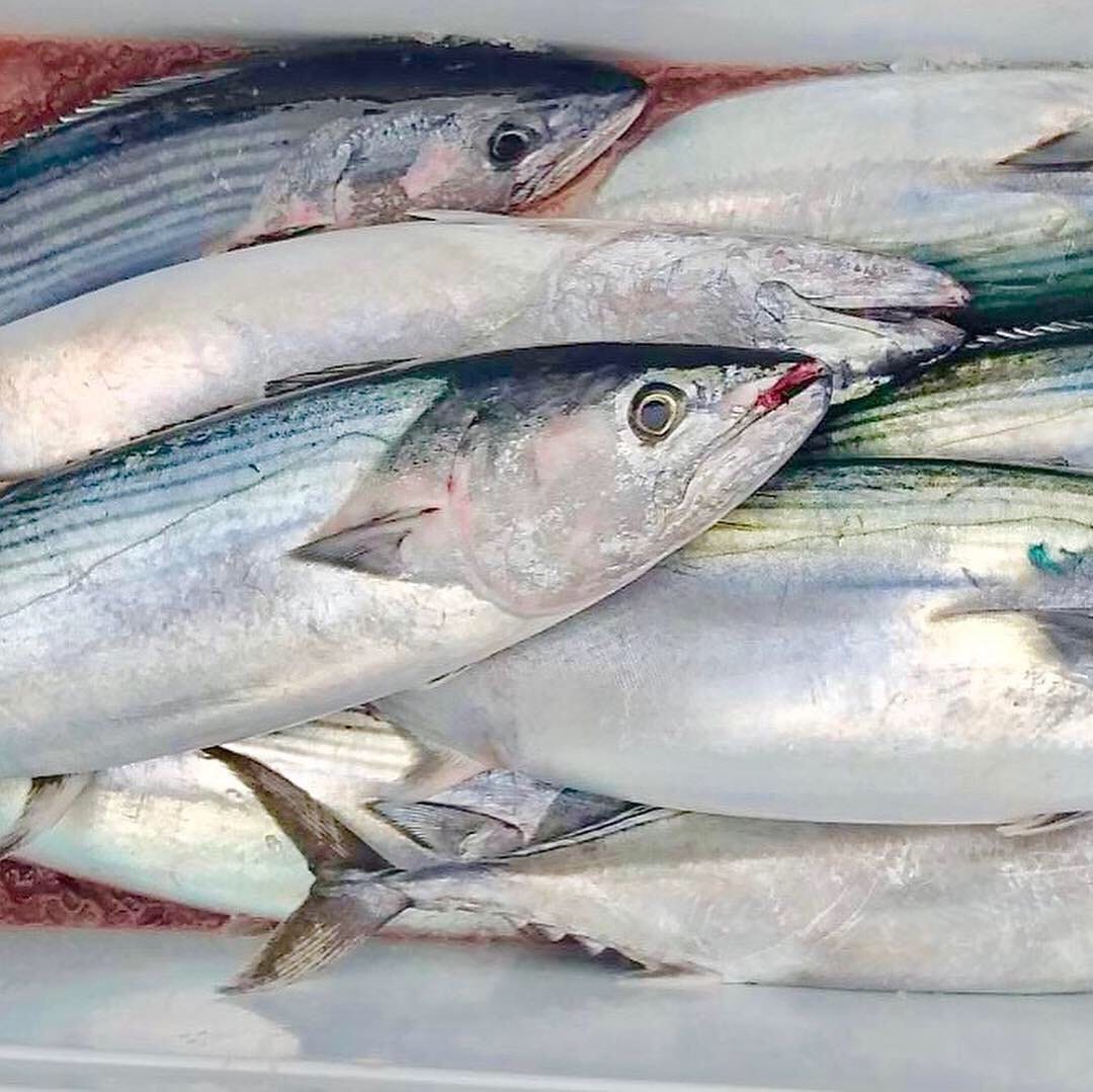 吃了這麼久的柴魚 柴魚到底是什麼魚 鰹魚為相當重要性的經濟魚類 味甚佳 可製成柴魚片 罐頭及生魚片 而來源以及其他料 By 愛爾文海洋主廚
