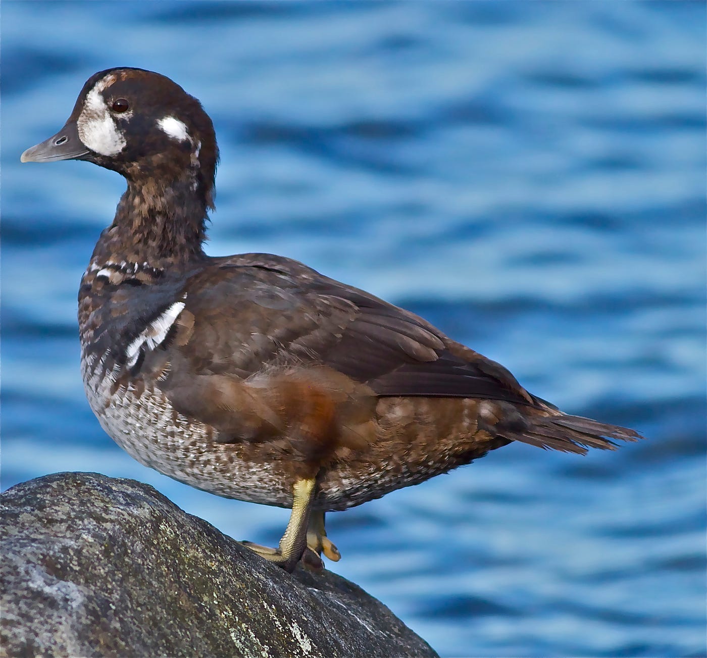 A duck with brown plumage and a white cheek stands on a rock in water
