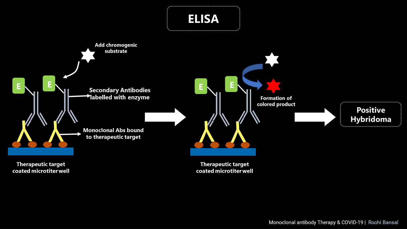 humanized monoclonal antibody