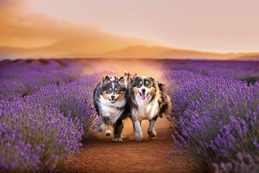 lavender for dogs