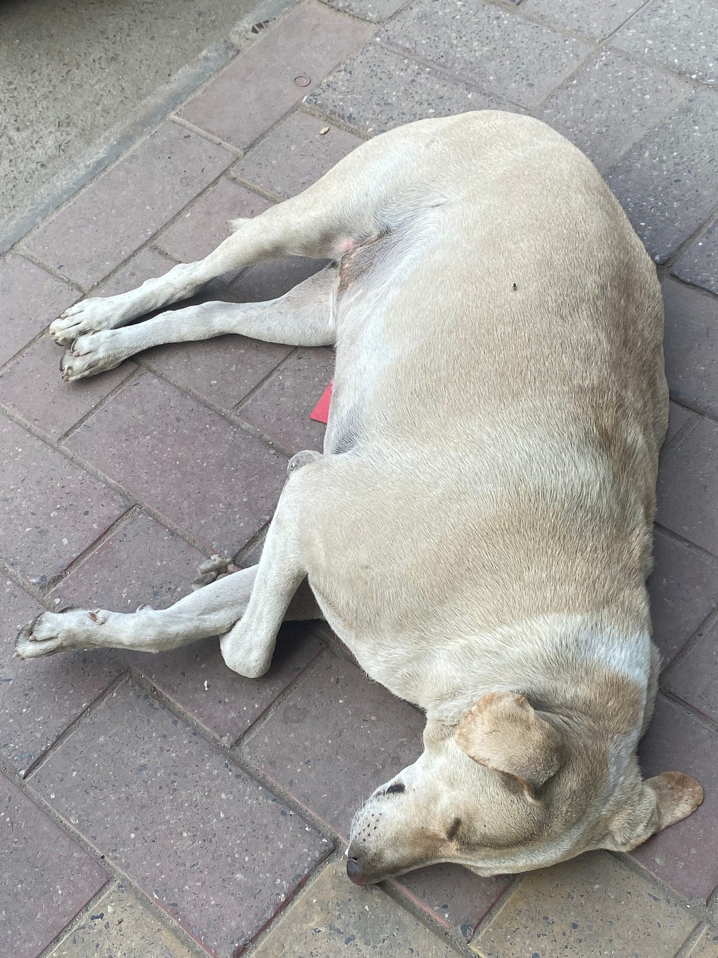 Why Does My Dog Put Her Face In My Face at Paul Brock blog