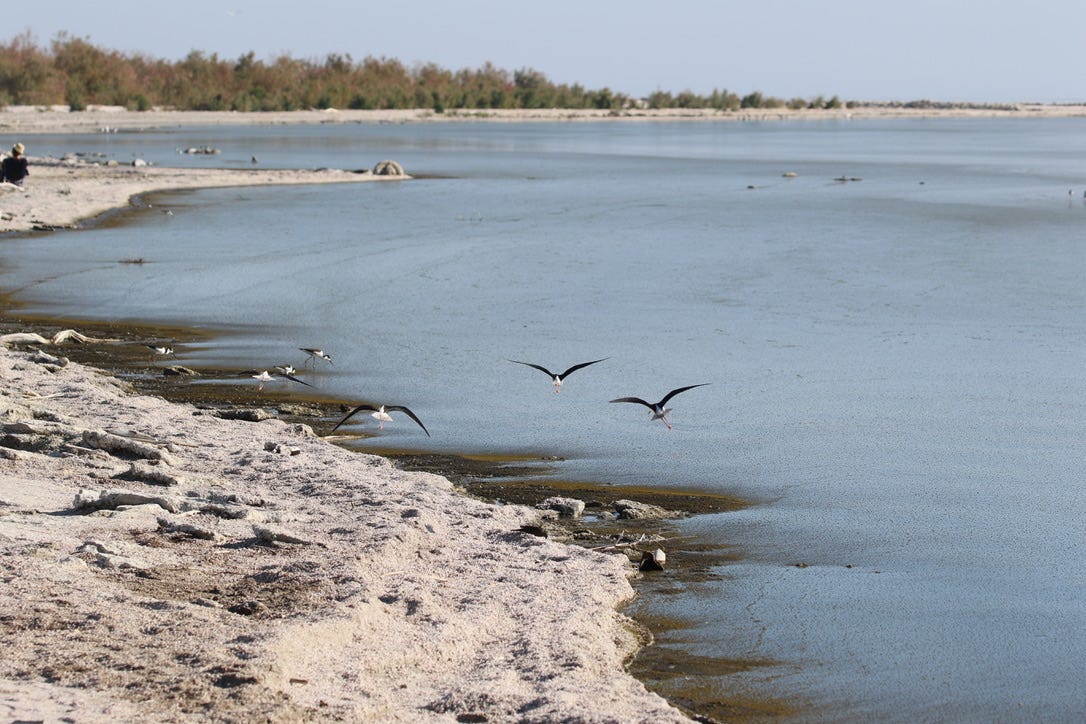 Birds flying low over the tide of the ocean.