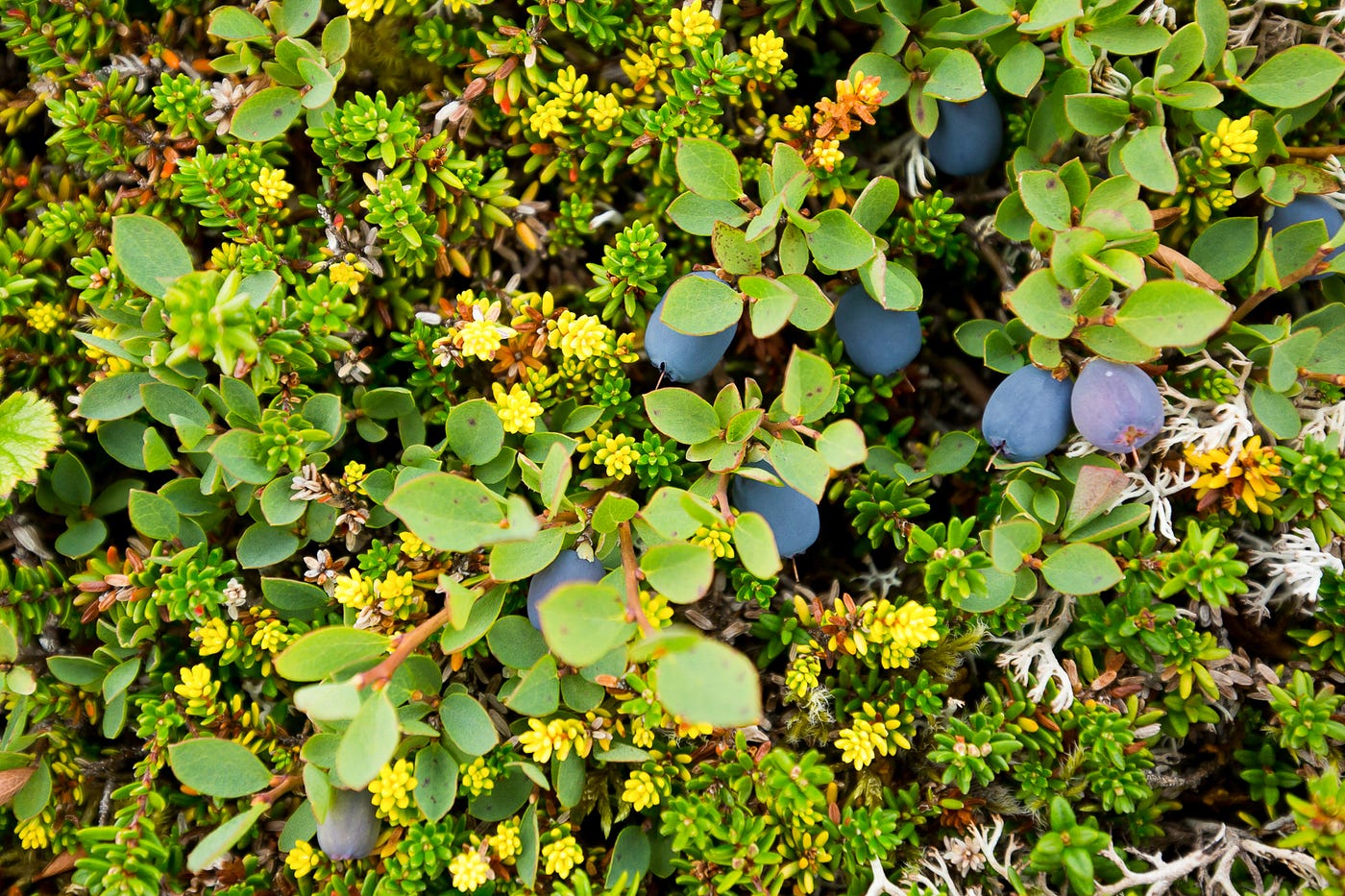 Ripe blueberries in short tundra fall foliage.