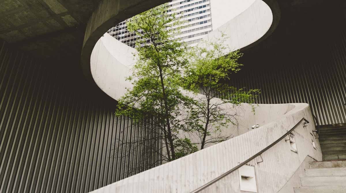 A concrete staircase curving around a tree reaching to the sky.