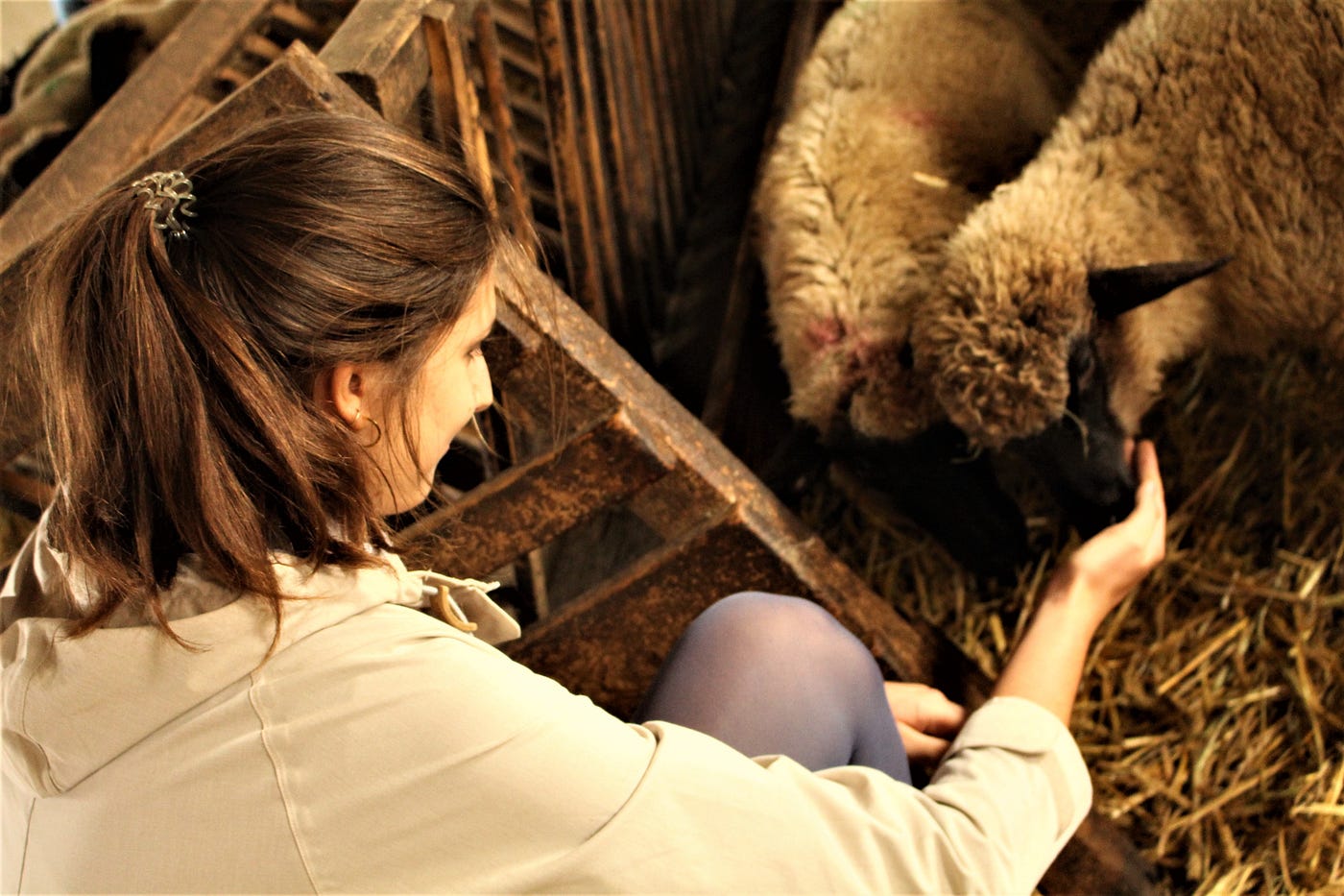 Photo of the author, a woman with brown hair, with an outstretched hand nuzzled by two sheep with black faces