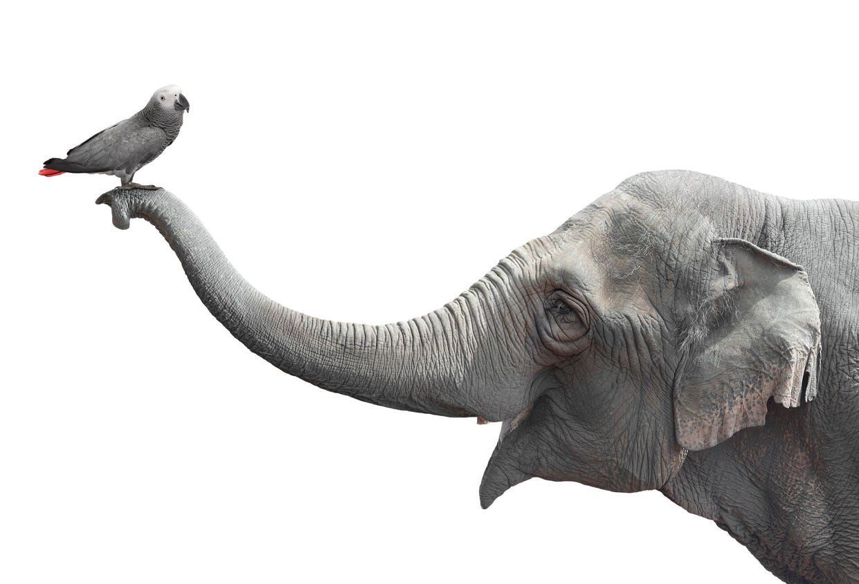 elephant with bird on trunk