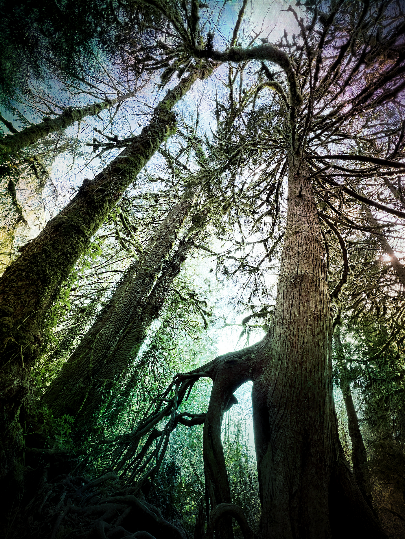 A cedar tree with roots high above the floor of the forest