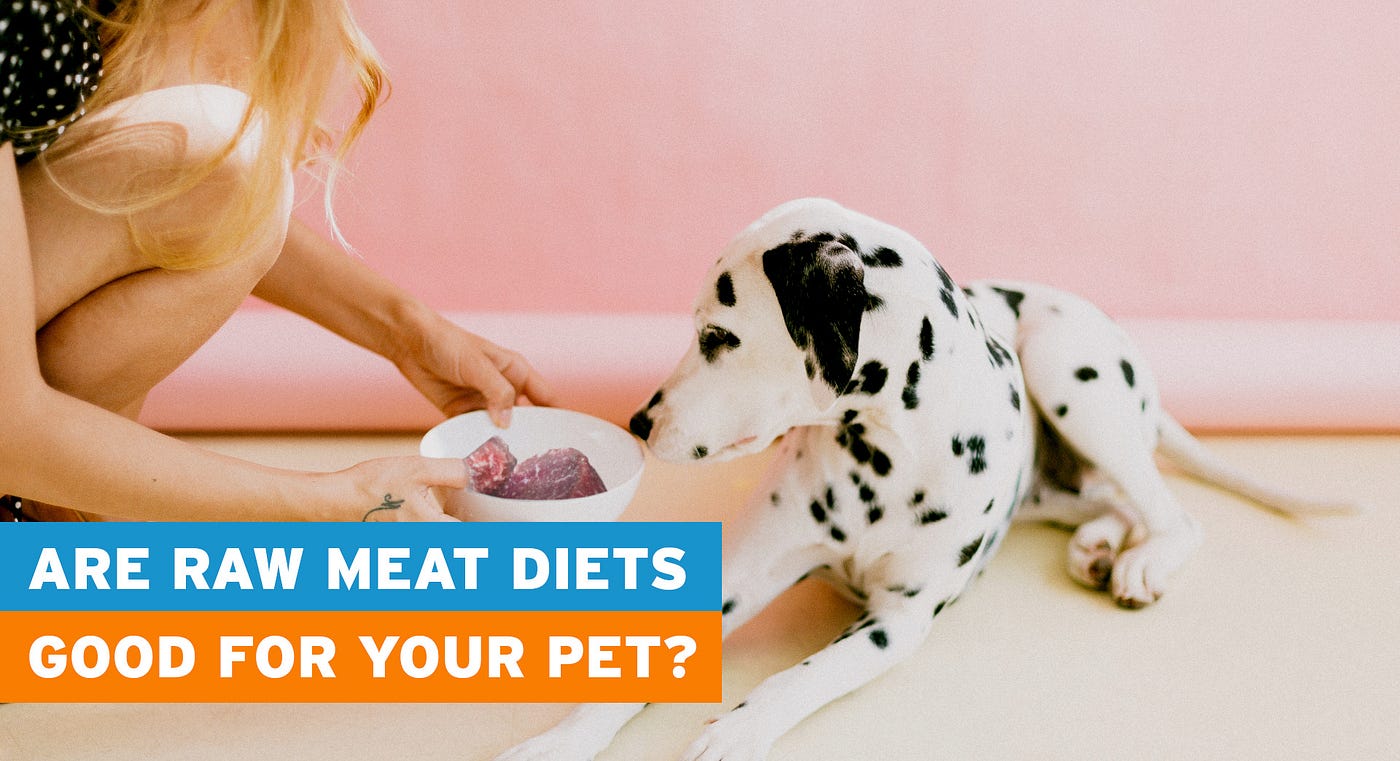 Are Raw Meat Diets Good for Your Pet? by Fluxergy Medium