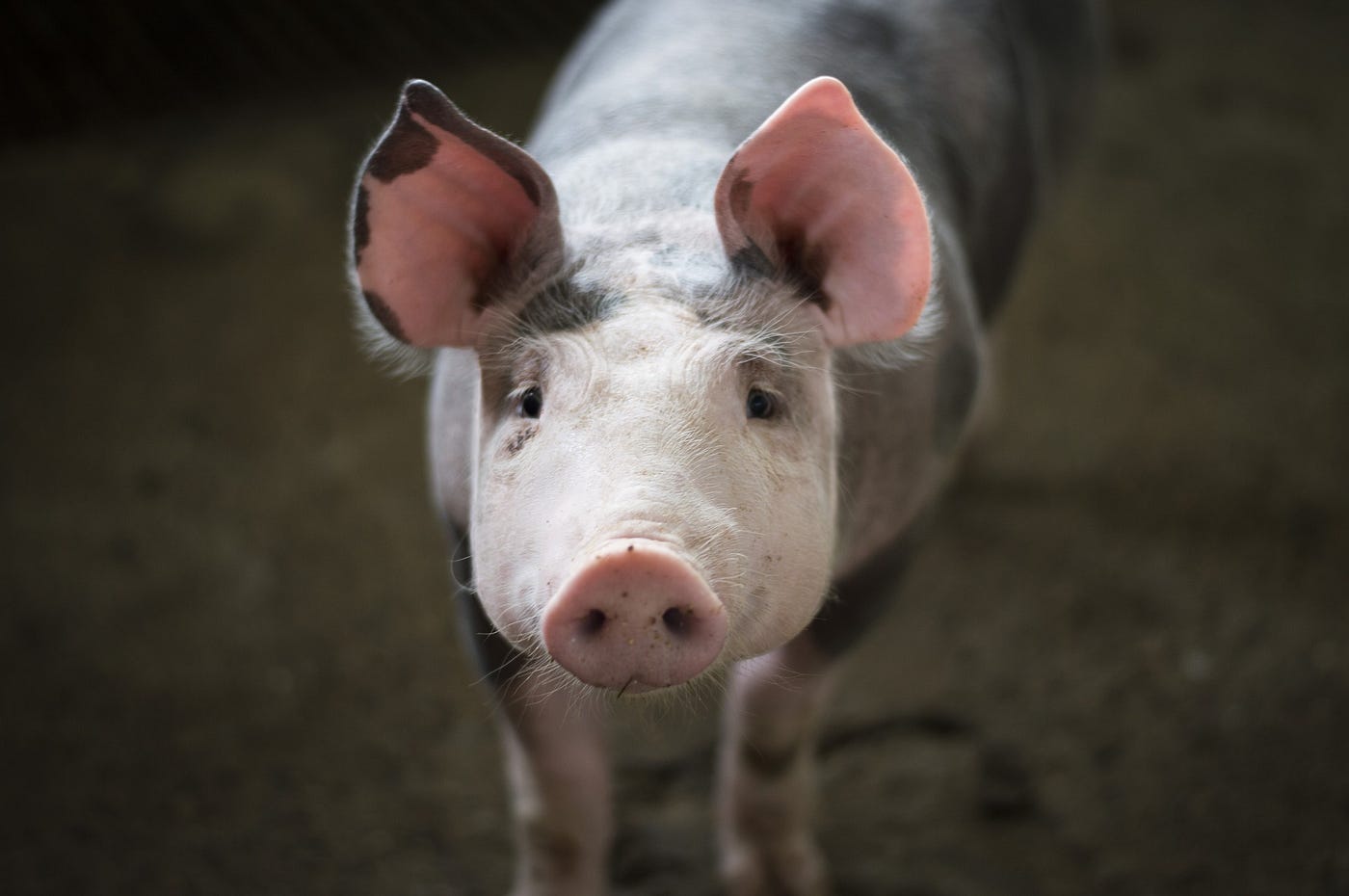 front image of the face of a light colored pet pig