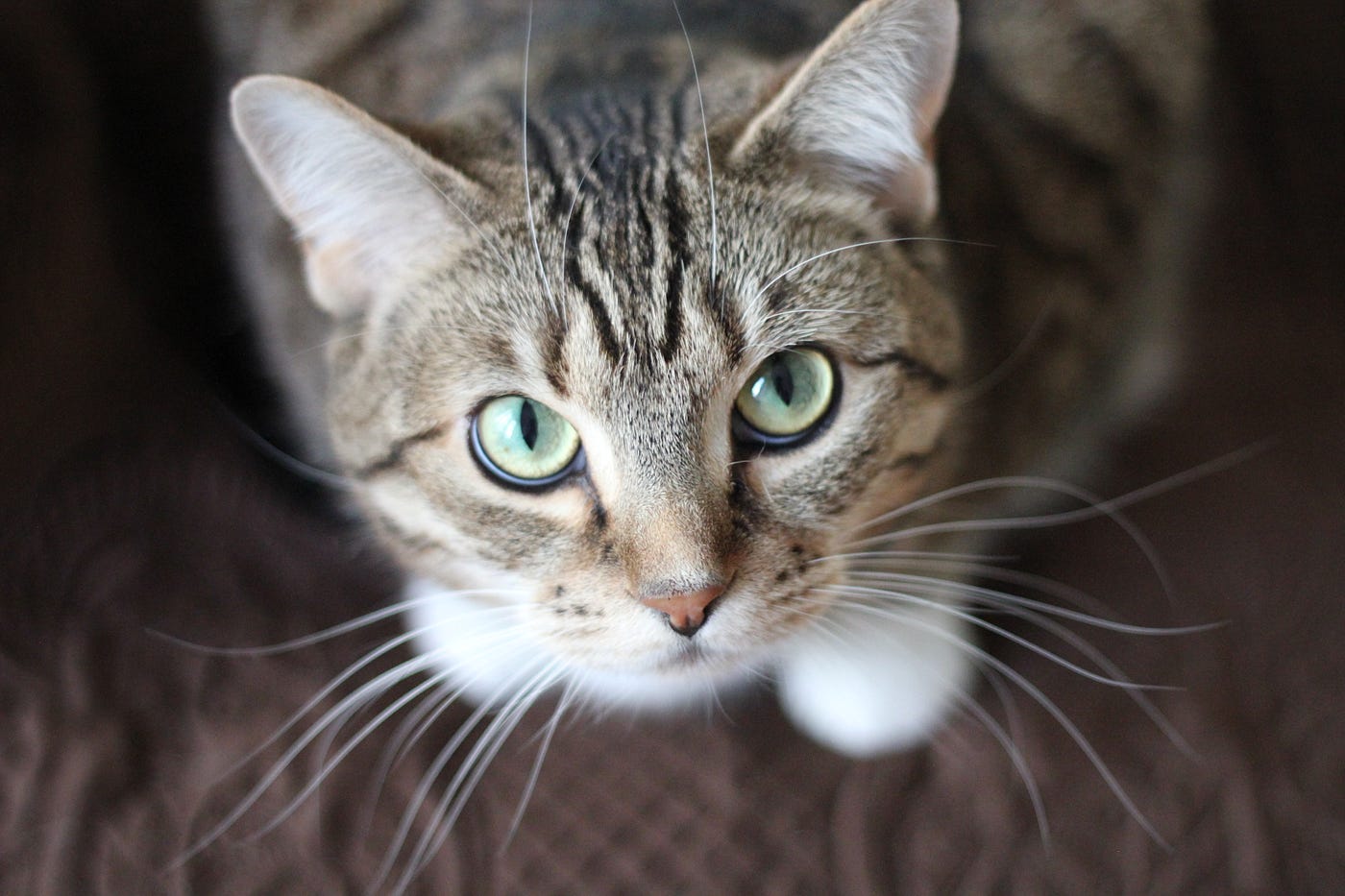Tabby Fart