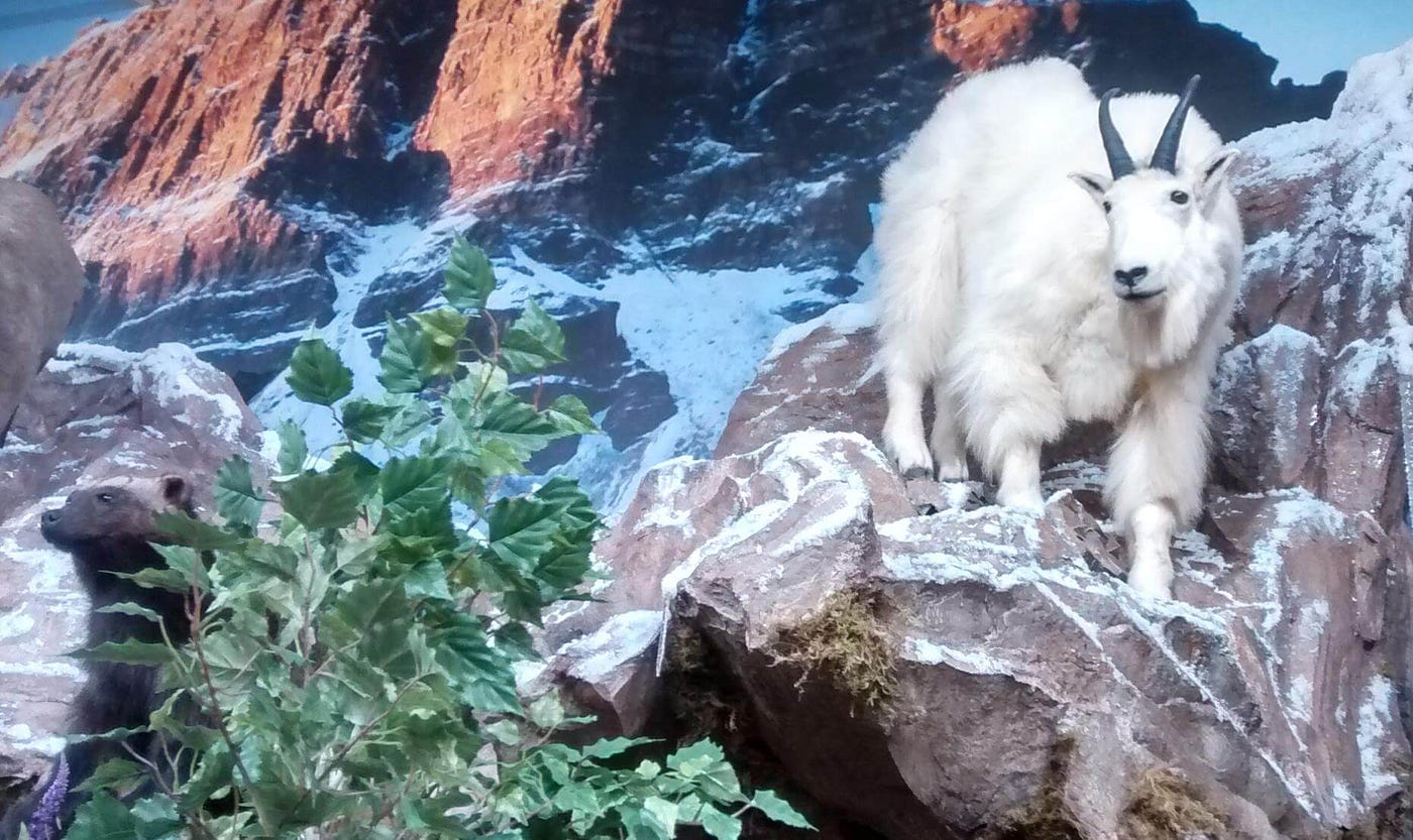 taxidermy scene of mountain goat on cliff