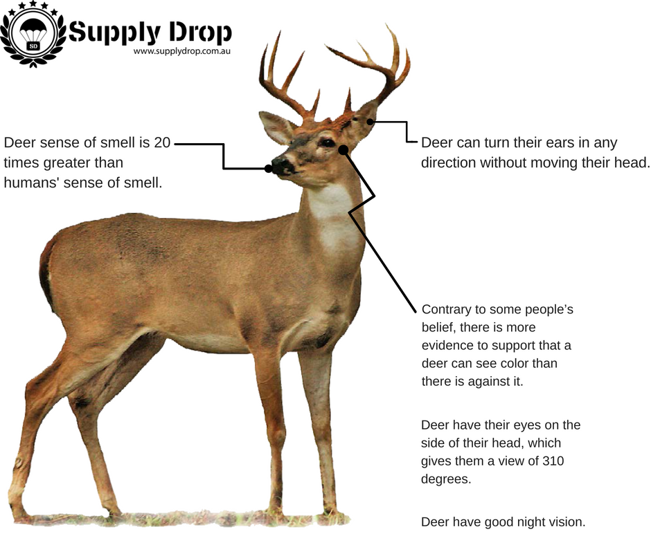Hunter’s Education Deer Hunting. What does each point mean for a deer