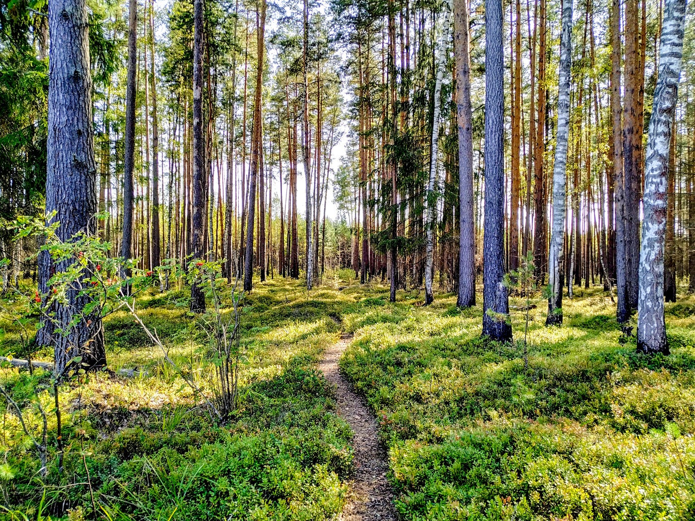 A walking path in nature.