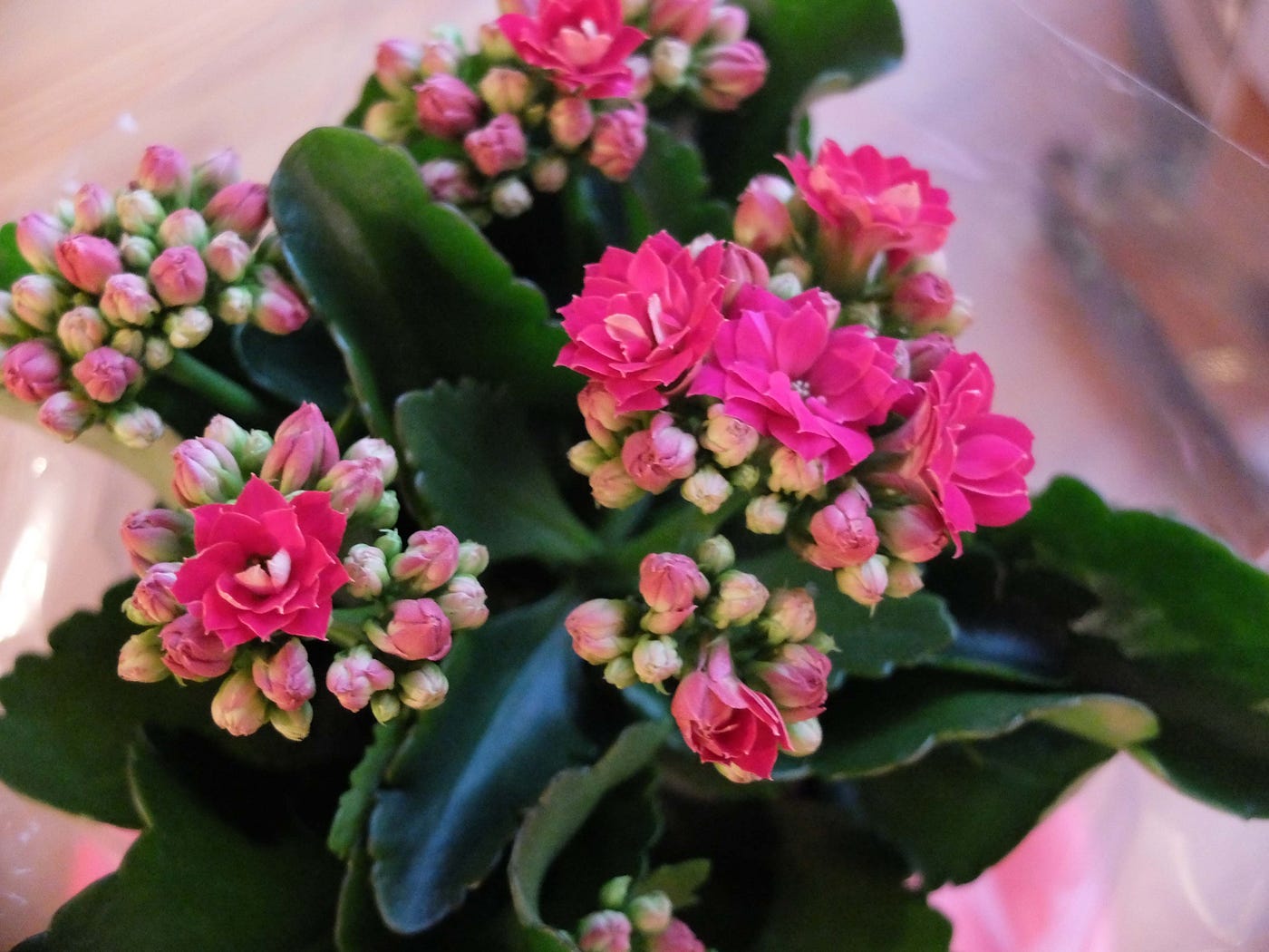 Kalanchoe Surprise!. Long-lasting indoor colour | by Louise Peacock ...