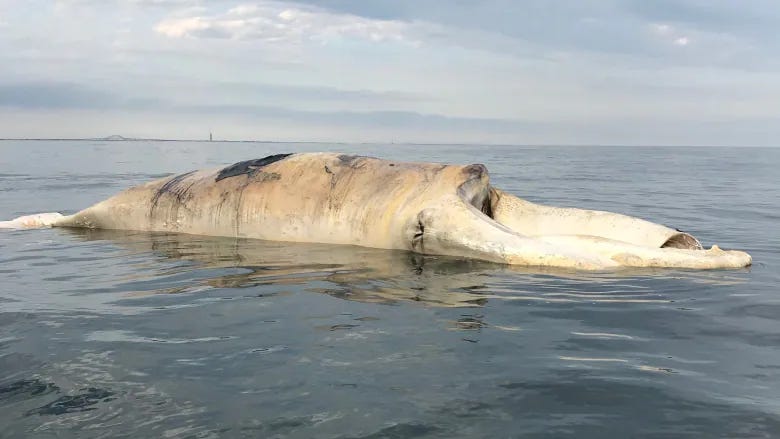 The North Atlantic right whale found dead off Long Island, N.Y., earlier this month has been identified as Snake Eyes, a 40-year-old male, last seen entangled in fishing gear in Canadian waters.