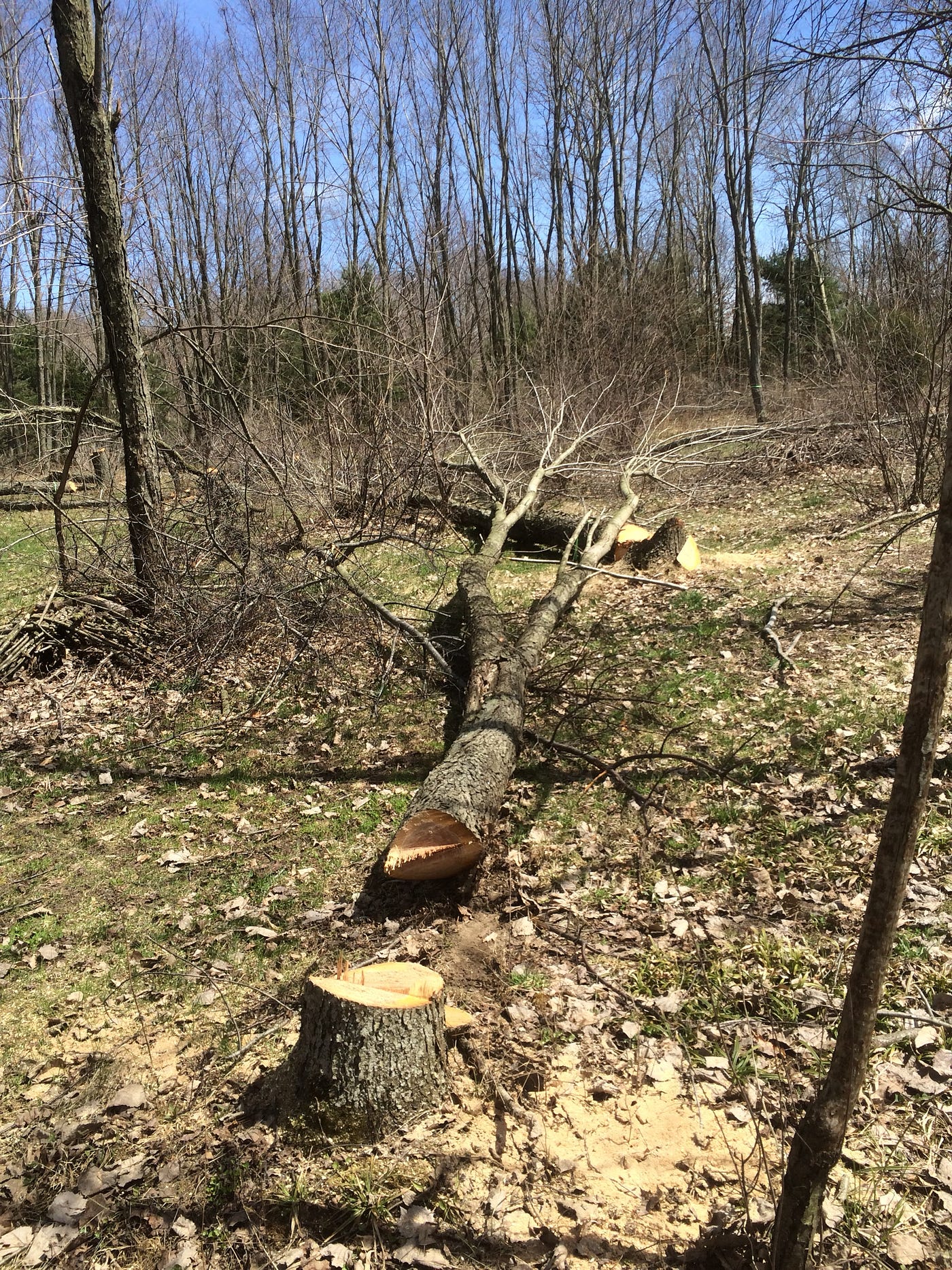 Fattenin’ Frogs for Snakes. A grouping of bluebirds has caught my… by