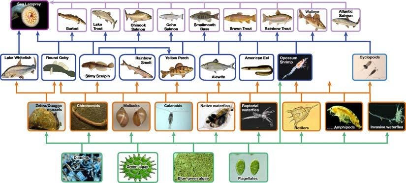 生物学 第2版 第46章 生態系 Japanese Translation Of Biology 2e By Better Late Than Never Medium 生物学 第2版 第46章 生態系 Japanese Translation Of Biology 2e By Better Late Than Never Medium