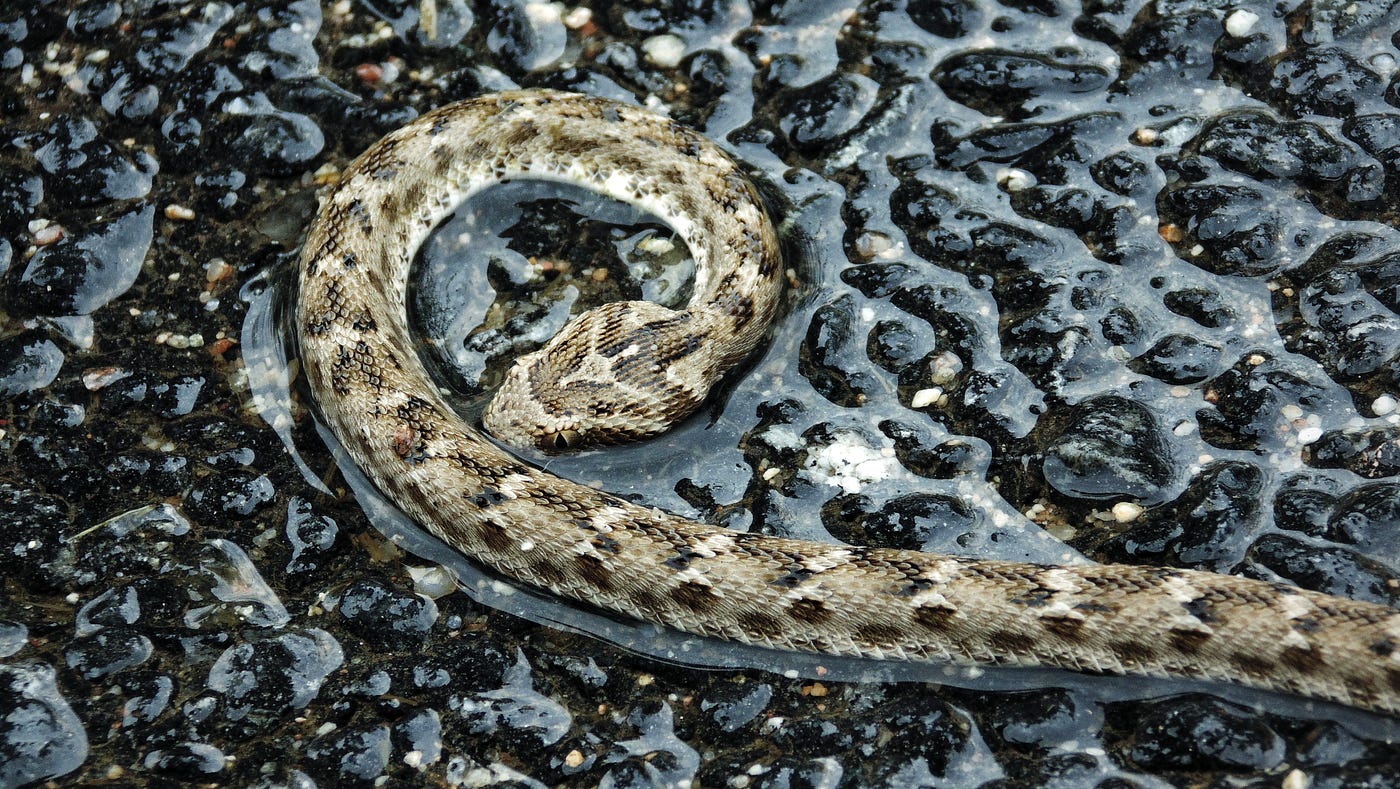 Python bash cli challenge making files from output dynamically by 