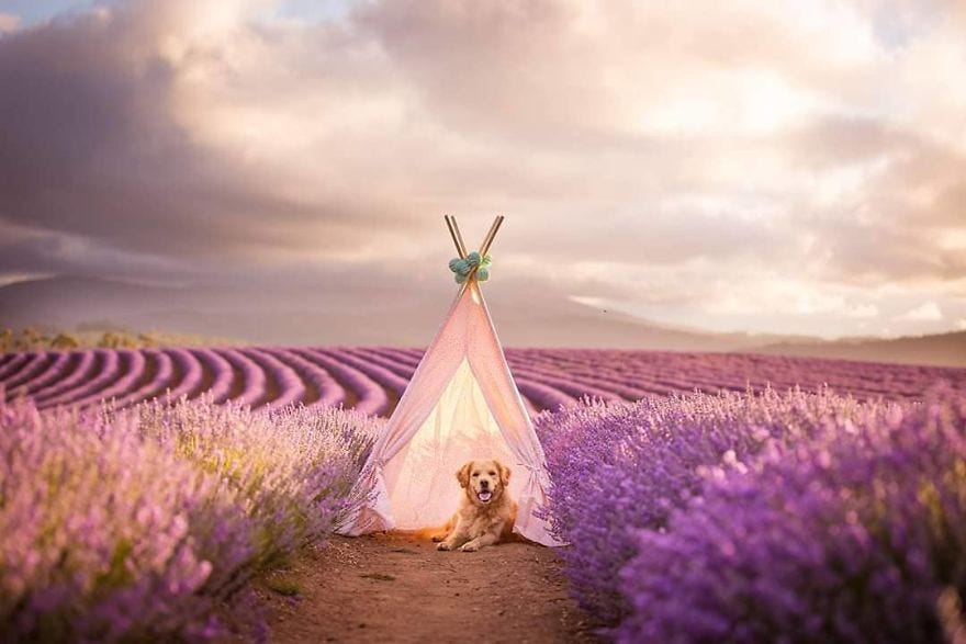 Just 25 Photos Of Dogs Frolicking In Lavender Fields By Jack Shepherd Tenderly