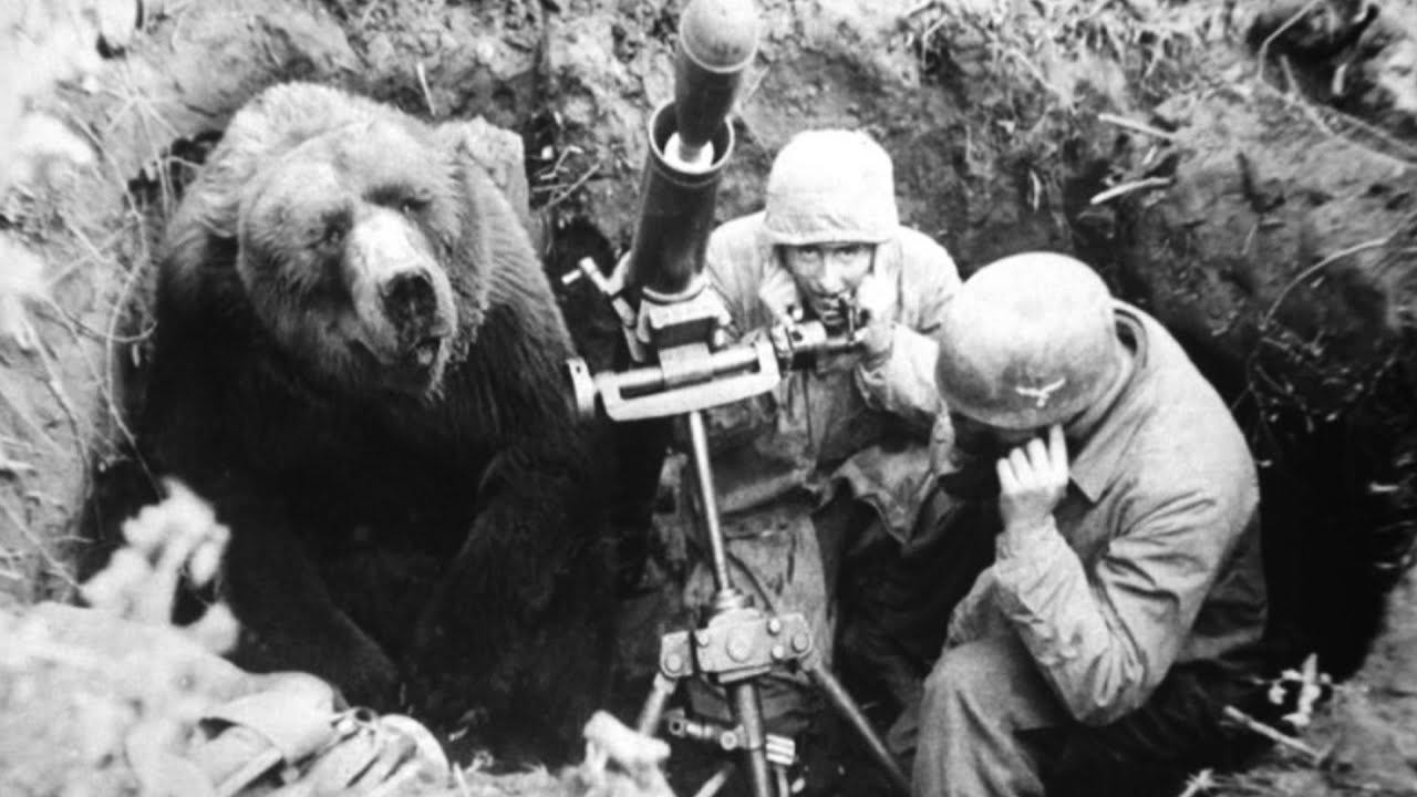 The Beer Drinking Bear that Helped Win the War Against the Nazis | by  JustAnnet 👑 | History of Yesterday