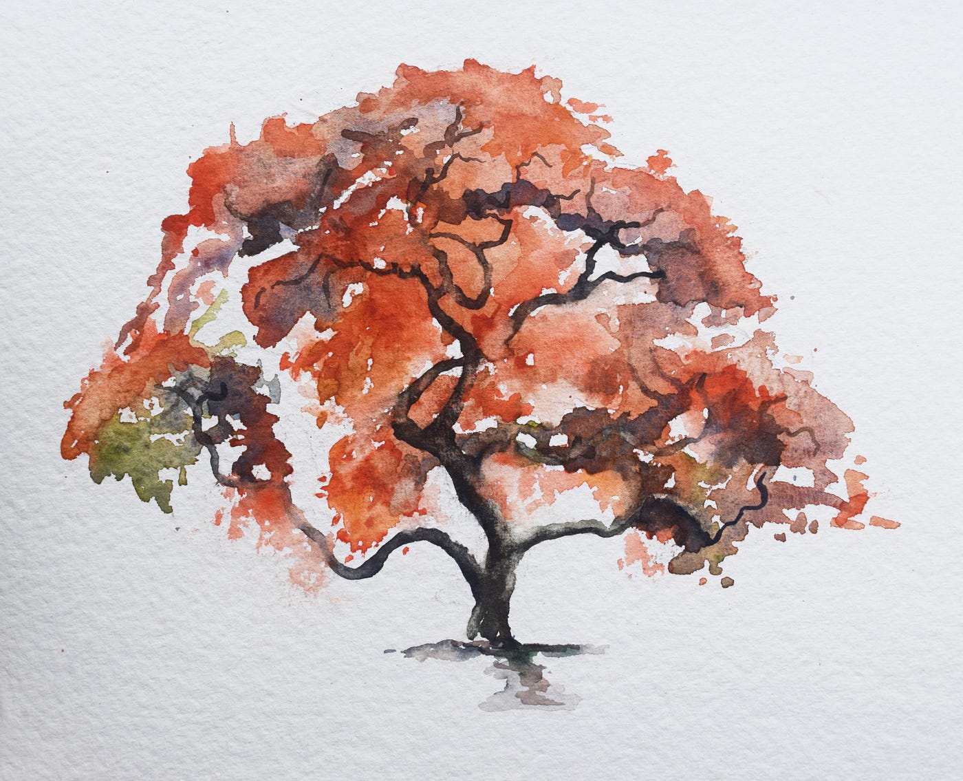 Japanese maple in watercolor