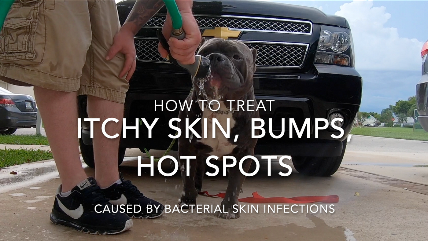 american bully allergies