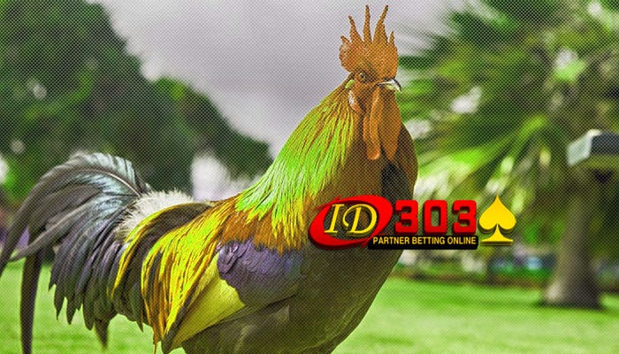 Langkah Melatih Dan Langkah Buat Perlindungan Ayam Birma