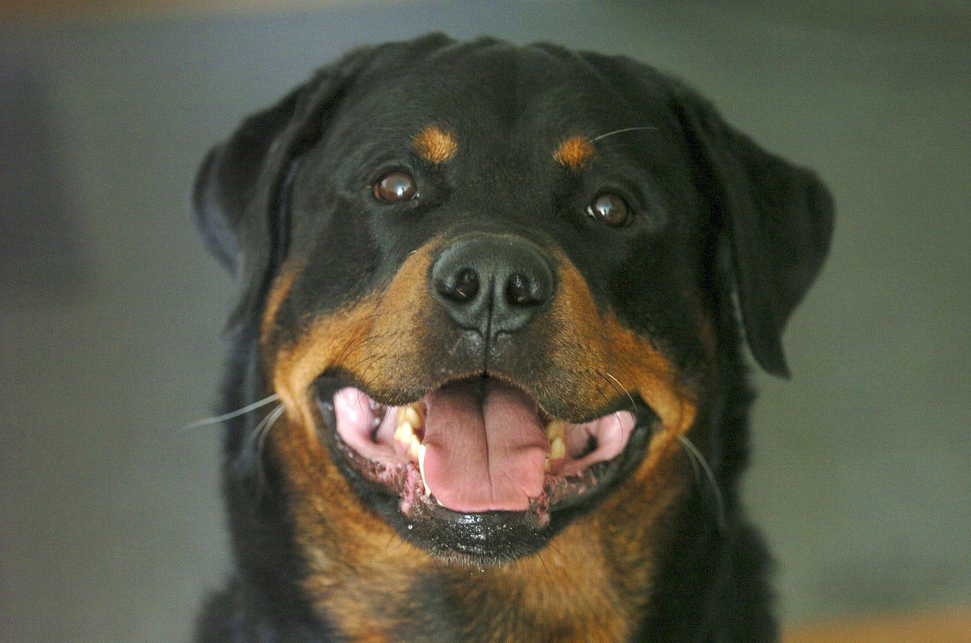 Dog Games — How I was Played by My Pup's Bio-Parents | by Dakota Duncan |  ILLUMINATION | Medium