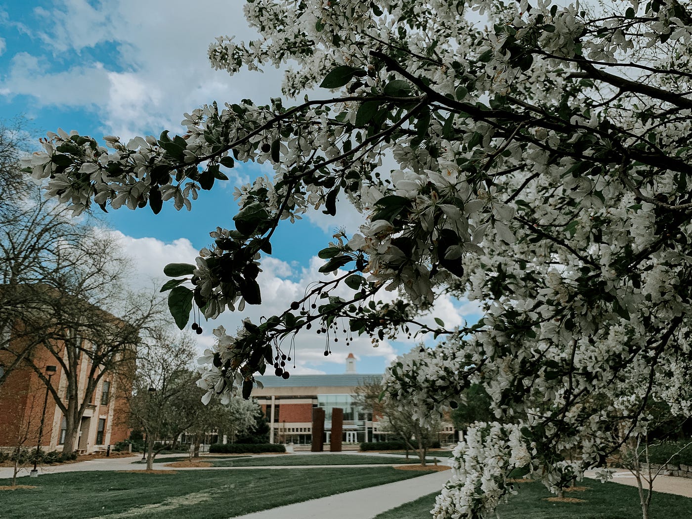 Adele Coryell Hall Learning Commons and the cupola peaking through white flowers.