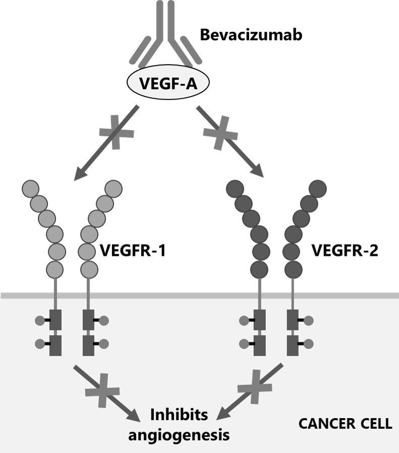 Therapeutic Applications of monoclonal antibodies for cancer treatment