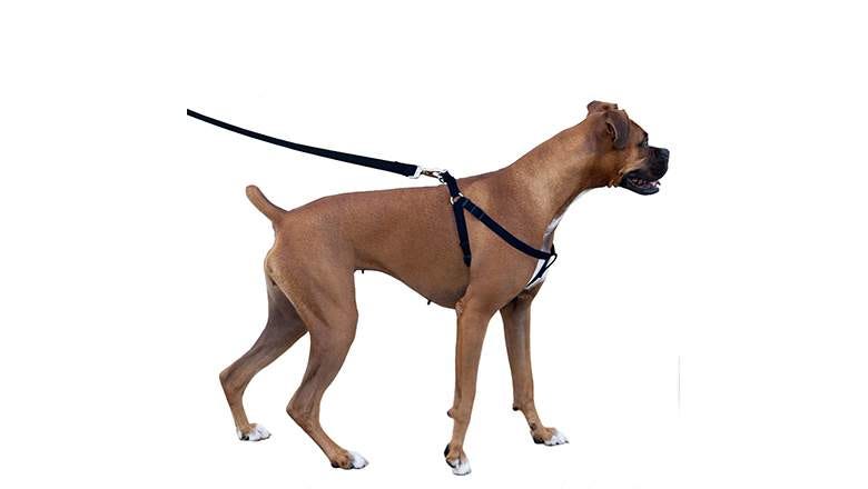 collar harness combo