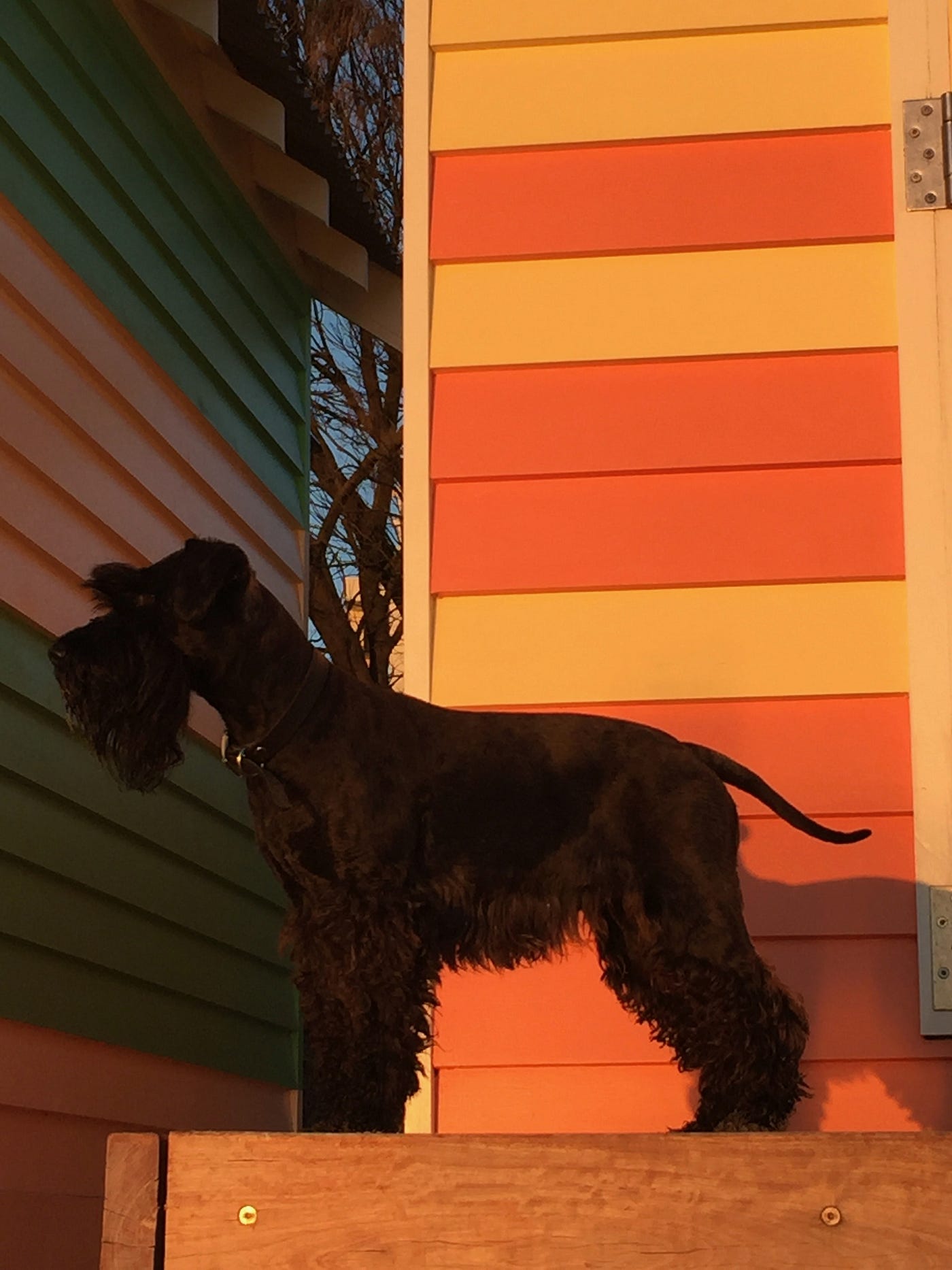 My dogs, their breeders. This article is a little long. | by Martyn Wild |  Medium