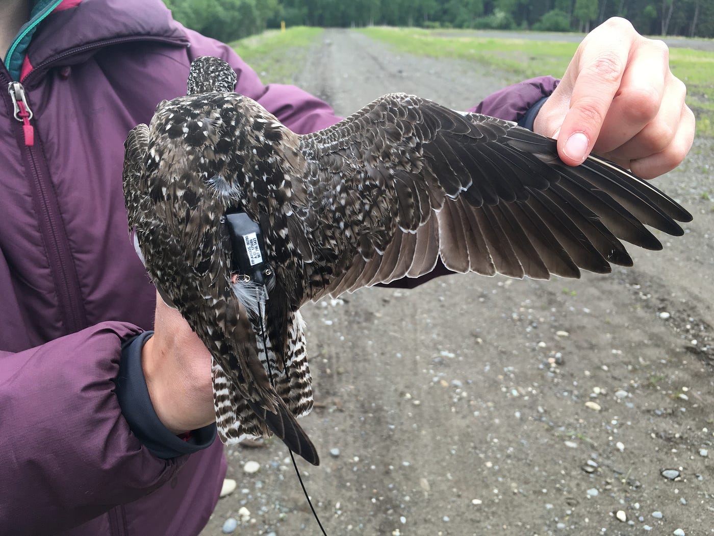 A person holding a brown and white bird that is wearing a GPS transmitter.