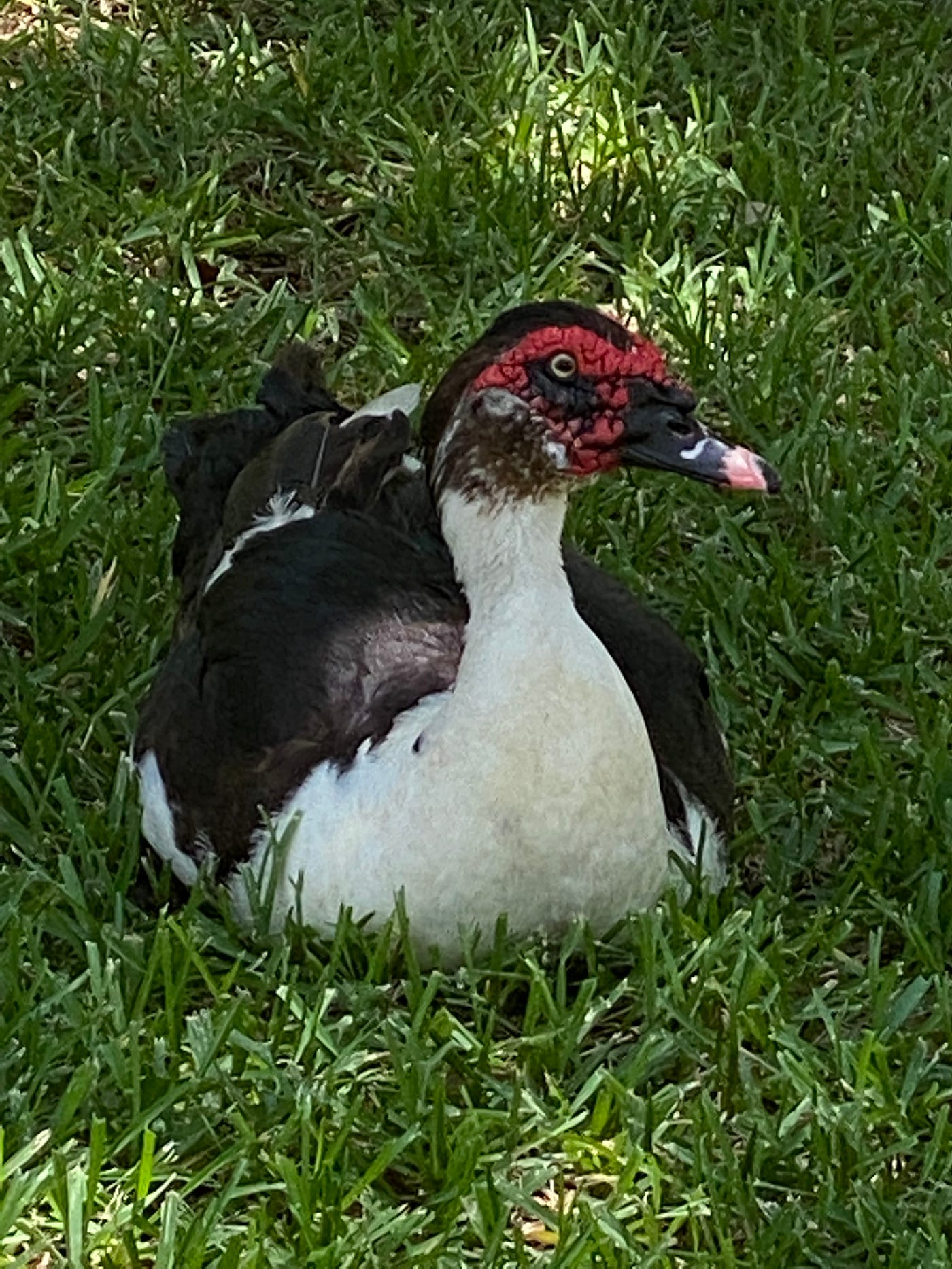 Muscovy duck