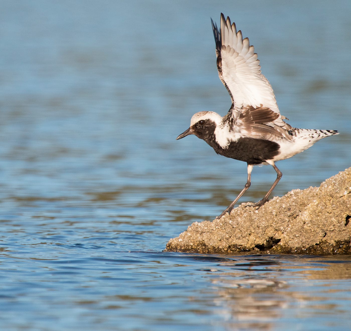 Black-bellied Plover in breeding plumage lifts off from a log