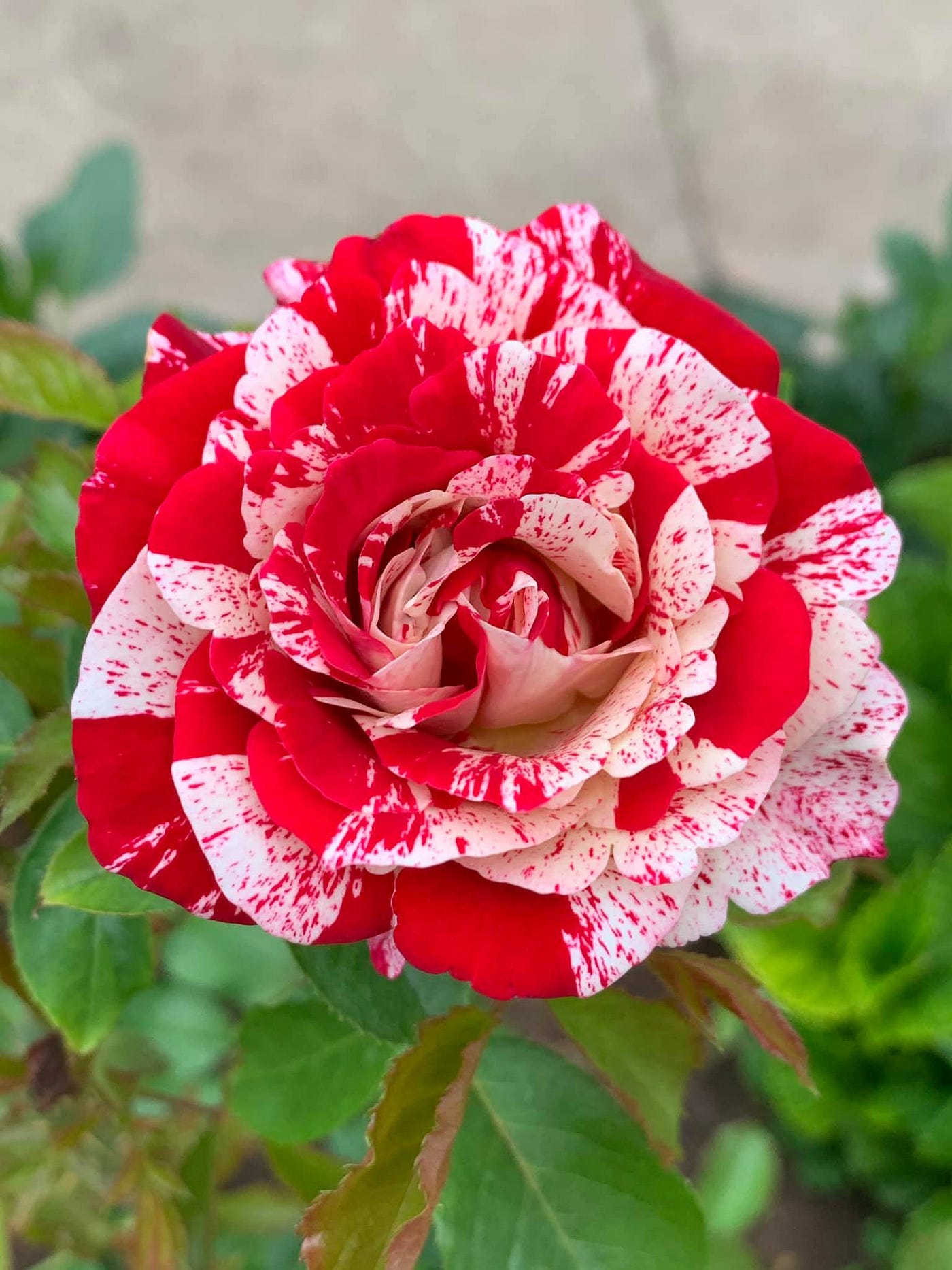 Rose, taken by Jams Winsor, on 1 July 2020