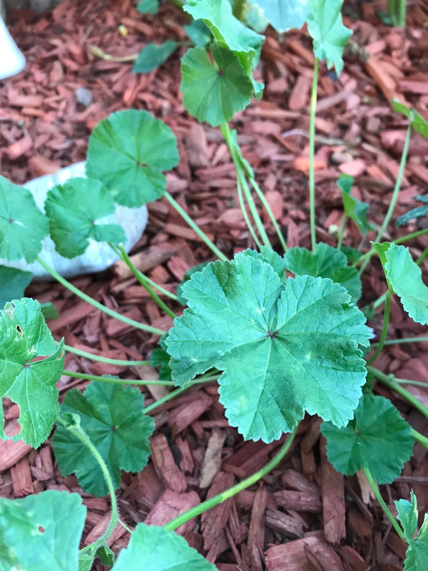Common Mallow: A Strangely Erotic Medicinal Powerhouse | by Pull Up Your  Plants! | Medium