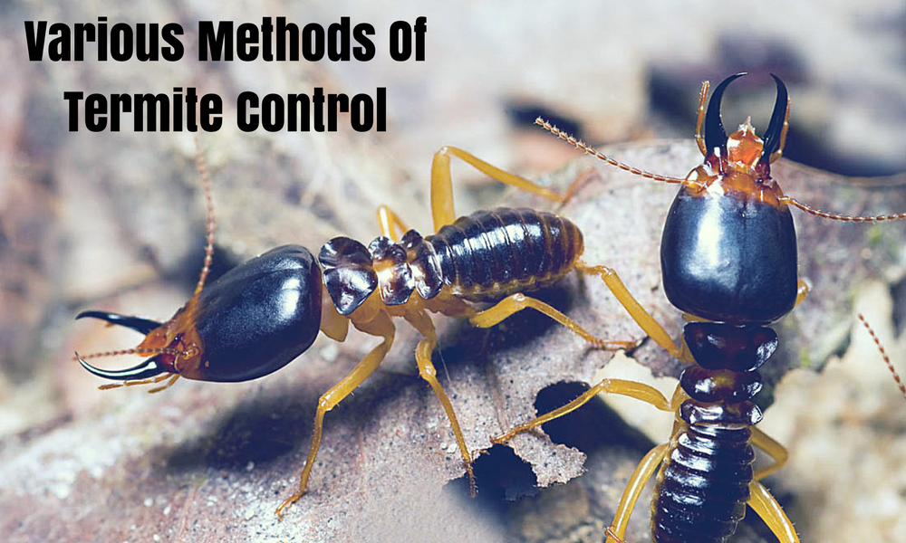 Finding the Best Pest Control Company