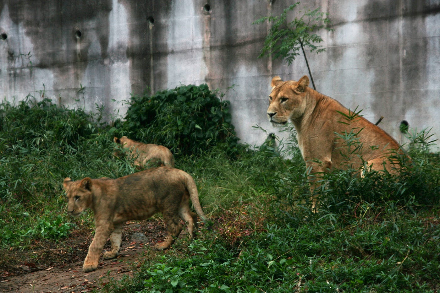 多摩動物公園 在70年代出生長大的我 是當年荔園的長期擁躉 而那被困在圓沙地內的大象伯伯也定是 By 日本村姑